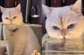 Кот решил выпить воду из аквариума, чтобы добраться до рыбок (ВИДЕО) 