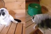 «Его еще нужно научить пить»: Хозяин парил кота в бане  (ВИДЕО) 