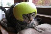 Забавные фотки котов, примеривших «шапки» (ФОТО)