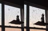 Огромная стая птиц загипнотизировала кота у окна ( ВИДЕО)