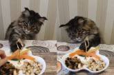 «Упорный добытчик»: кот доказал хозяйке свою настойчивость (ВИДЕО)