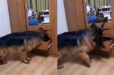 «Добби свободен»: пес украл носок и рассмешил зрителей ( ВИДЕО)