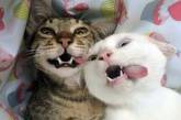 Сногсшибательно смешные коты (ФОТО)