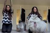 «С харизмой»: шикарный пушистый кот затмил хозяйку на видео (ВИДЕО) 