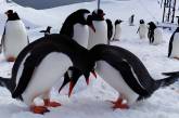Полярники показали фото "влюбленных" пингвинов (ВИДЕО)