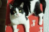 Хозяева сделали коту игровую комнату из сотни рулонов туалетной бумаги, и это настоящий кошачий рай (ФОТО,ВИДЕО)