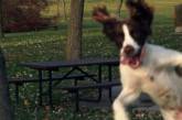 Уморительные фотобомбы от собак-непосед (ФОТО)