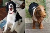 Как выглядят собаки до и после прогулки: забавные фото 