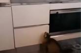 «Шикарные кадры»: Кот «поцеловал» кошку в полёте ( ВИДЕО)