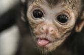 Сеть умилил детеныш обезьяны, целующий маму (ВИДЕО)