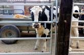 Сеть рассмешила корова, которая может открыть любые двери (ВИДЕО)