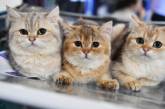 Под санкциями даже питомцы: Международная федерация кошек запретила России участвовать в выставках