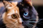 Сеть покорила кошка Химера с необычным окрасом (ФОТО)