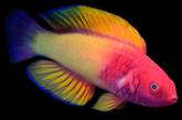 Учёные открыли новый вид "психоделических" рыб с радужной чешуёй