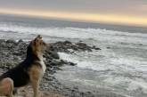 Верный пёс каждый день приходит на пляж и ждёт своего хозяина-рыбака