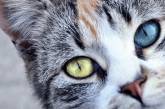 В Сети «завирусился» потешный глазастый кот (ВИДЕО)
