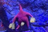 Морская звезда, похожая на персонажа «Спанч Боба», стала звездой мемов (ФОТО)