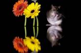 Фотограф делает красивые фотографии с крысами (фото)
