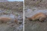 Собака не упустила возможности искупаться в грязи: забавное видео