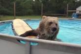 Сеть покорил медведь, решивший освежиться в бассейне (ВИДЕО)