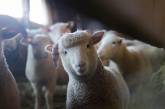 Сеть насмешила овца, решившая стать постояльцем отеля (ВИДЕО)