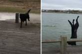 Эффектный прыжок в воду неуклюжего пса повеселил Сеть (ВИДЕО)