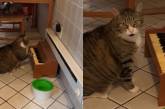 Сидящий на диете кот нашел способ требовать еду (ВИДЕО)