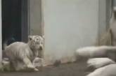 Сеть насмешил тигренок, испугавший взрослого тигра (ВИДЕО)