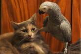 Держи себя в лапах: Сеть насмешил терпеливый кот, ставший «жертвой» попугая 