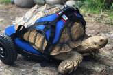 В США для черепахи создали инвалидную коляску (ФОТО)