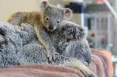 Сеть рассмешил детеныш коалы, который перепутал пса с матерью