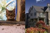 Странное поведение кота позволило раскрыть тайну старого дома (ФОТО)