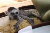 Малыша лемура в столичном зоопарке назвали Байрактаром: детеныш спит на грелке (ФОТО)