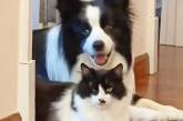 Сеть покорили собака и кот, которые выглядят словно близнецы (ВИДЕО)