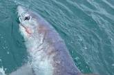 Британец поймал на удочку 250-килограммовую акулу (ФОТО)