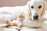Неразлучные кот и собака завоевали любовь Instagram (ВИДЕО)