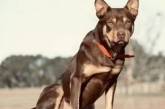 В Австралии отыскали самую дорогую собаку в мире (ФОТО)