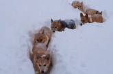 Сеть повеселили корги, играющие в снегу (ВИДЕО)
