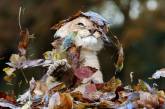 Сеть покорила реакция львенка на осенние листья (ФОТО)