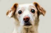 Улыбка до ушей: Сеть умилила встреча хозяйки с псом (ВИДЕО)
