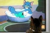 Котята, которые смотрят мультфильмы стали звездами Сети (ВИДЕО)