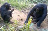 Сеть насмешила реакция шимпанзе на внезапное знакомство с черепахой (ВИДЕО)