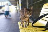 Общительный кот стал талисманом вокзала в Ливерпуле (ФОТО)