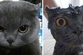 Потешные фотки котов, которых жизнь не готовила к купанию (ФОТО)