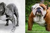 Как выглядели популярные породы собак сто лет назад. (ФОТО)