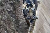 В Индии засняли уникального черного тигра. (ФОТО)