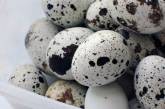 Диетологи объяснили, чем перепелиные яйца отличаются от куриных