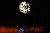 «Голубая луна»: впечатляющие снимки уникального полнолуния. (ФОТО)