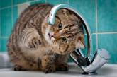 Сообразительная кошка поняла, что делать с кулером для воды (ВИДЕО)