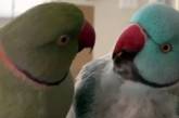 Диалог двух попугаев повеселил Сеть (ВИДЕО)